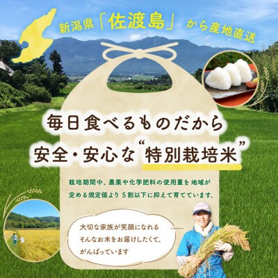 【毎月定期便】佐渡島産ミルキークイーン 白米5kg 特別栽培米全9回