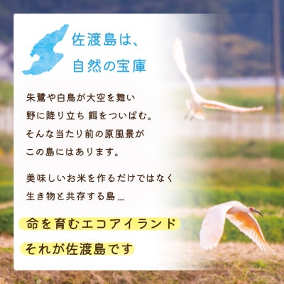 【毎月定期便】佐渡島産こしいぶき 無洗米5Kg ～栽培期間中の農薬5割減～全3回