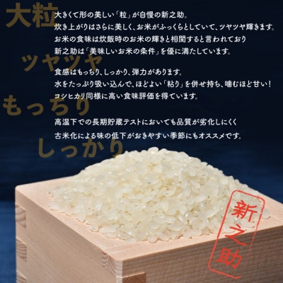 【毎月定期便】佐渡島産新之助 白米5Kg　全3回