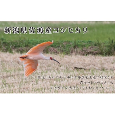 【新米・先行予約】新潟県佐渡産コシヒカリ15kg＜無洗米＞5kg×3