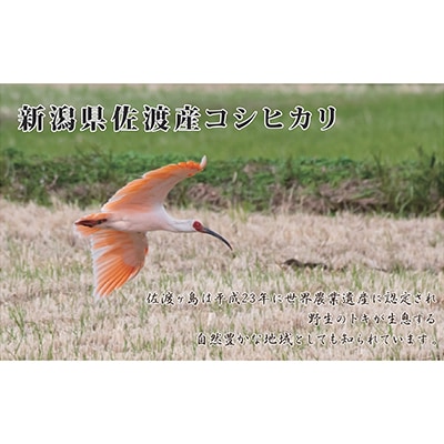 【毎月定期便】《無洗米》新潟県佐渡産コシヒカリ5kg  全6回