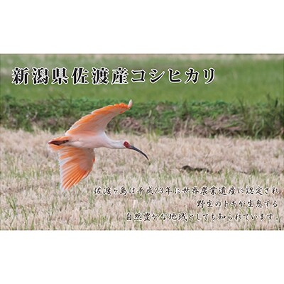 【毎月定期便】《無洗米》新潟県佐渡産コシヒカリ20kg全9回