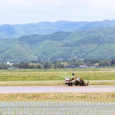 「環境にやさしい」新潟県佐渡産コシヒカリ【無洗米】10kg(栽培期間中農薬不使用)