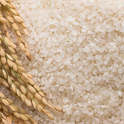 【毎月定期便】佐渡 羽茂産コシヒカリ 5kg 白米全6回