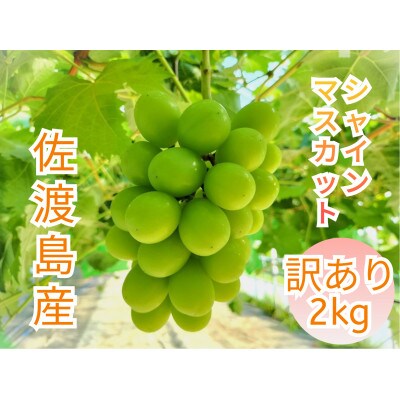 【2025年8月以降発送分】【訳あり】シャインマスカット2kg　3～5房　佐渡島産　