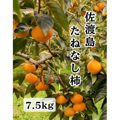 佐渡島産たねなし柿 7.5kg