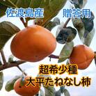 佐渡島の希少柿　大平たねなし柿6個　贈答用