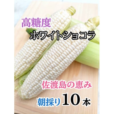 【2026年6月以降発送分】高糖度とうもろこし「ホワイトショコラ」10本 佐渡島産　