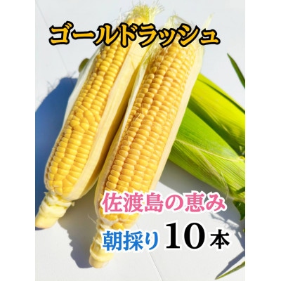 【2026年6月以降発送分】とうもろこし「ゴールドラッシュ」10本 佐渡島産