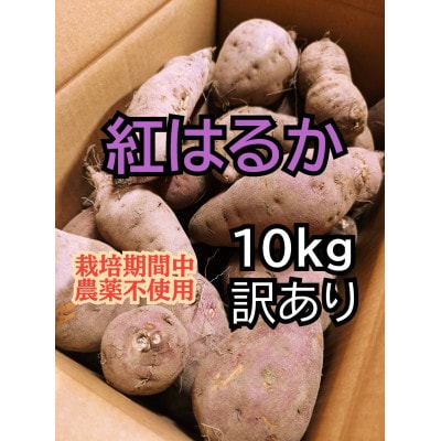 訳ありさつまいも　紅はるか10kg　佐渡島産