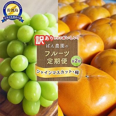 【発送月固定定期便】訳ありシャインマスカット1.2kg2房+訳あり柿10kgセット　佐渡島産全2回