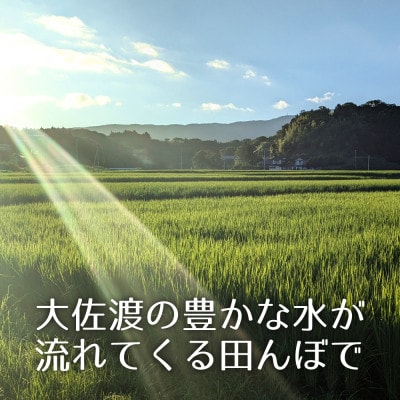 【5kg精米】新潟県佐渡産コシヒカリ(令和6年産・栽培期間中農薬化学肥料半減)