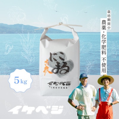新潟県佐渡産 令和7年産 【にこまる】 玄米 5kg