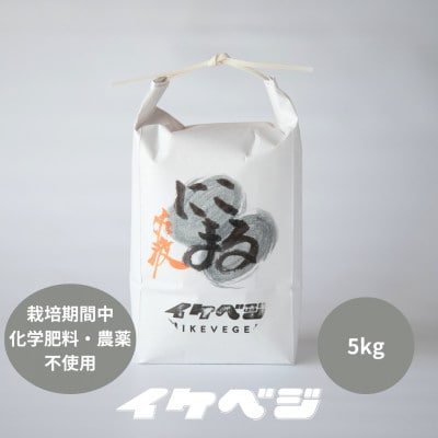 新潟県佐渡産 令和7年産 【にこまる】 白米 5kg