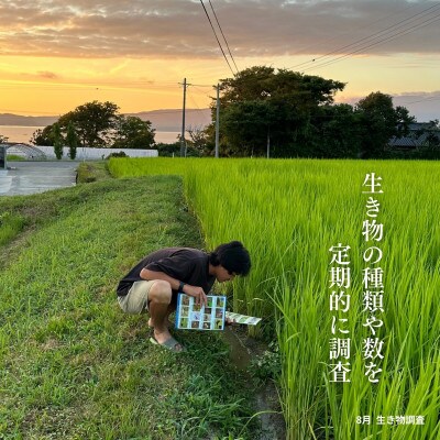 新潟県佐渡産 令和7年産 【亀の尾】 白米 5kg