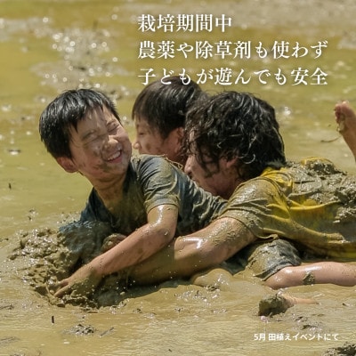 【発送月固定定期便】新潟県佐渡産【にこまる】白米 5kg全4回