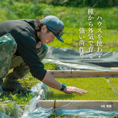 【発送月固定定期便】【在来コシヒカリ】玄米 5kg 新潟県佐渡産全6回