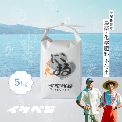【発送月固定定期便】【にこまる】玄米 5kg 新潟県佐渡産全6回