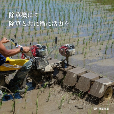 【発送月固定定期便】【亀の尾】玄米 5kg 新潟県佐渡産全6回