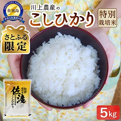 【さとふる限定】佐渡　川上農産のコシヒカリ 精米(5kg) | ふるさと納税のお礼品