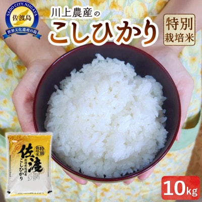 佐渡　川上農産のコシヒカリ 精米(10kg)