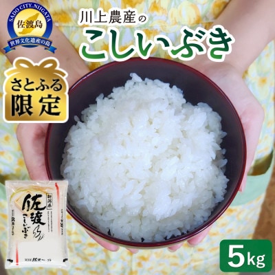 【さとふる限定】佐渡　川上農産のこしいぶき　精米(5kg)