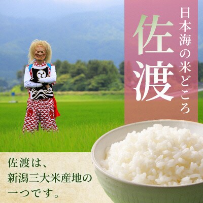 【毎月定期便】佐渡 川上農産のこしいぶき 精米4kg(2kg×2袋)全6回