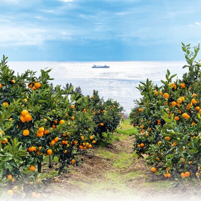 【数量限定】【2026年11月中旬以降順次発送】佐渡島産みかん(ゆら早生) S・Mサイズ 約5kg