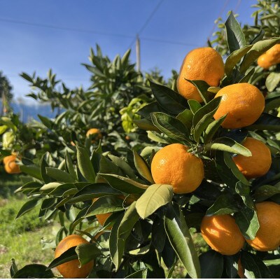 【数量限定】【2026年11月中旬以降順次発送】佐渡島産みかん(ゆら早生) S・Mサイズ 約5kg