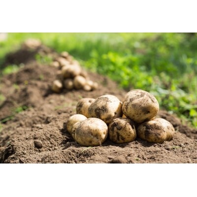 【12月限定受付】北海道産玉ねぎと芋の食べ比べ 定期便