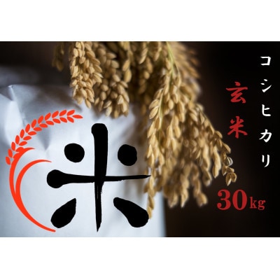 令和6年産 コシヒカリ玄米 30kg