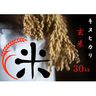 令和6年産 キヌヒカリ玄米 30kg