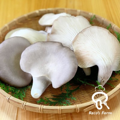 滋賀県竜王町産ヘルシーきのこ「足太あわび茸」約250g