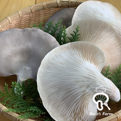 滋賀県竜王町産ヘルシーきのこ「足太あわび茸」約150g×2袋