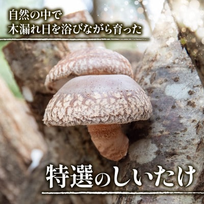 しいたけ 国産 滋賀県竜王町 A216