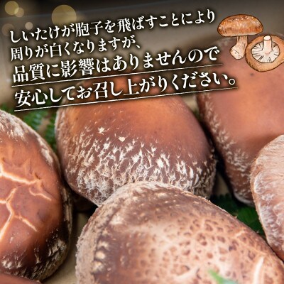 しいたけ 国産 滋賀県竜王町 A216