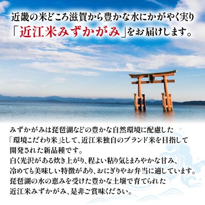 AC82-N1 令和6年産 近江米みずかがみ白米10kg(5kg×2袋)