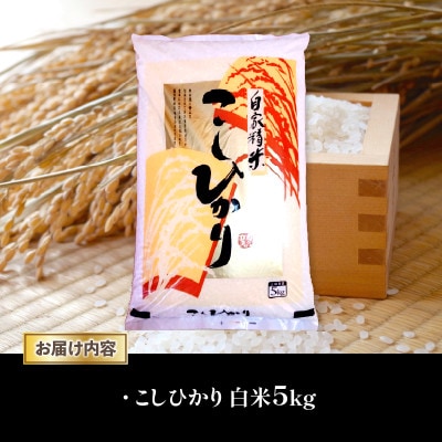 令和7年産 新米 近江米 こしひかり 白米 5kg