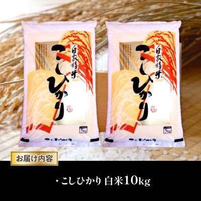 令和7年産 新米 近江米 こしひかり 白米 10kg