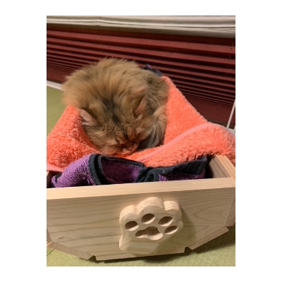 国産桧材で作ったプランター(猫プランター)と小物入れ