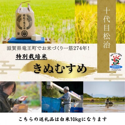 【令和6年産】特別栽培米きぬむすめ 白米10kg　十代目松治の「縁起の竜王米」