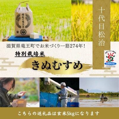 【令和6年産】特別栽培米きぬむすめ 玄米5kg　十代目松治の「縁起の竜王米」