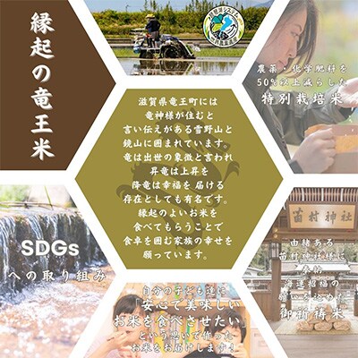 【毎月定期便】特別栽培米きぬむすめ 白米5kg×6ヶ月 縁起の竜王米全6回