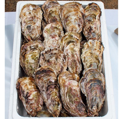 能登穴水の牡蠣(殻付)3kg 加熱用