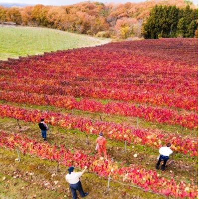 能登ワイン用ぶどうの葉で作りました! 能登のぶどう畑の紅茶　2缶