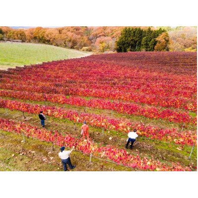 ワイン用ぶどう葉の真っ赤に紅葉した生葉の収穫体験チケット2枚