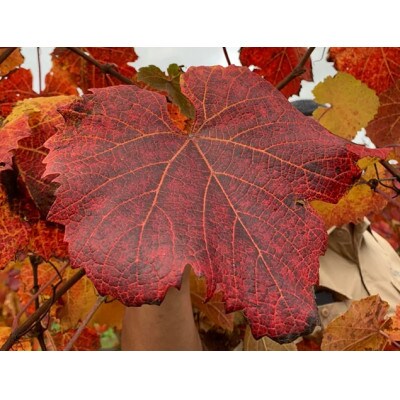 ワイン用ぶどう葉の真っ赤に紅葉した生葉の収穫体験チケット2枚