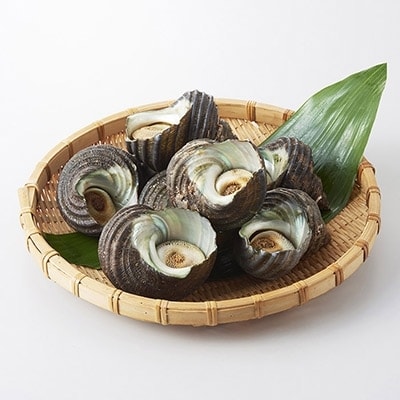 【B6】今治産 天然活サザエ(中)