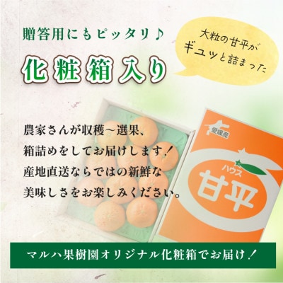 先行予約】マルハ 甘平 4L~3L 8~10玉 2025年1月から順次発送 先行予約】マルハ 甘平 4L~3L 8~10玉 2025年1月から順次発送