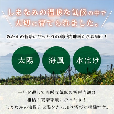 今治産柑橘 温州みかん 約4kg 愛媛の大人気果物【B90】